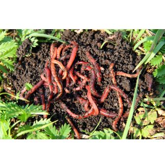 Earthworm Culture Italian 1kgs